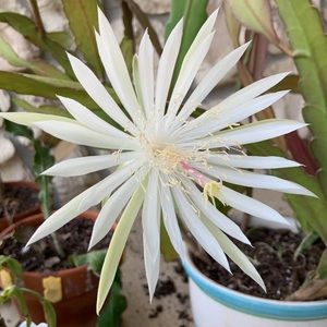 Meet your Posher, Deanna Carradini